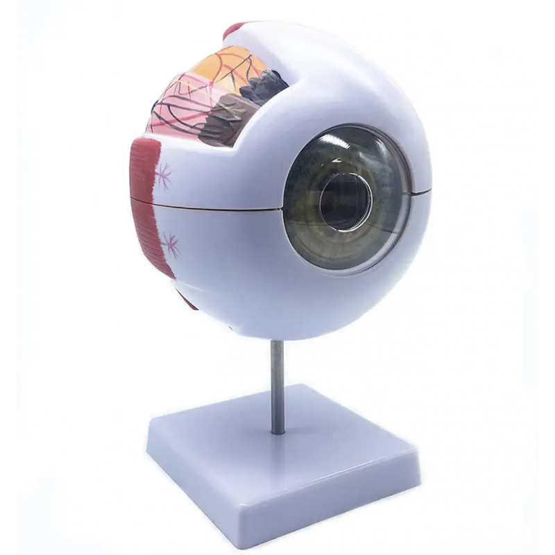 Human Eye Enlarged Anatomical Model With Dissectible Parts MYASKRO